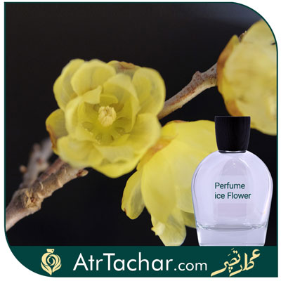 عطر گل یخ اصل